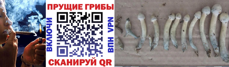 купить наркоту  Магадан  omg онион  Псилоцибиновые грибы прущие грибы 